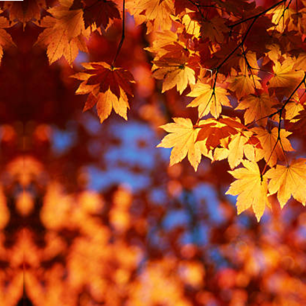 Herfst 2025