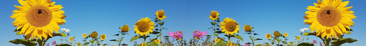 Zomer